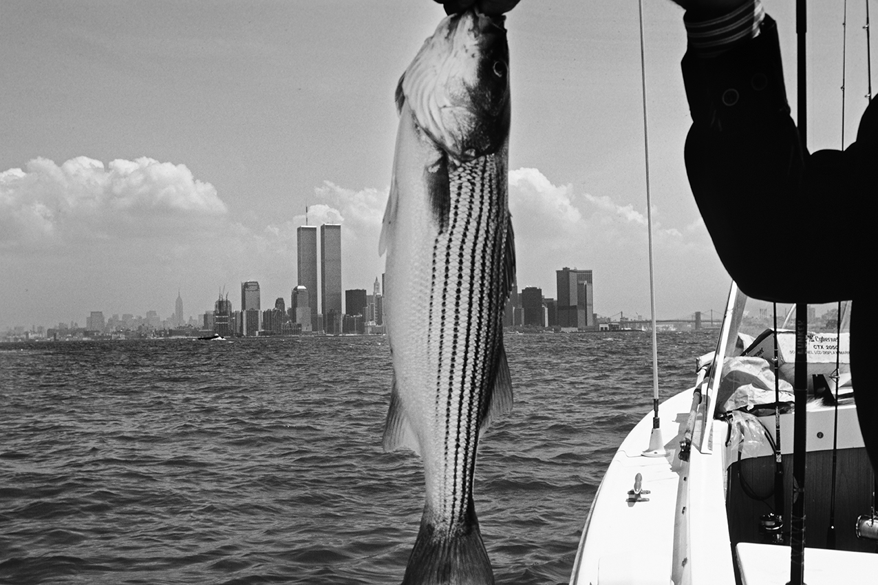 Stripped bass+15-nb-web